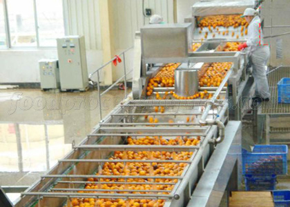 fruit orange selecting process