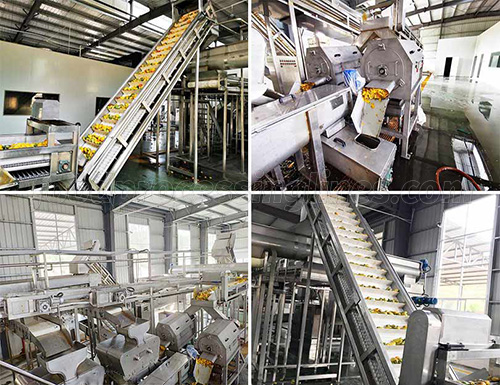 mango juice processing plant