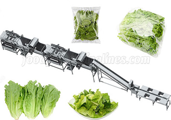 vegetable processing plant